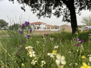 Vistas a los campos de olivos y chaparros desde la piscina.
